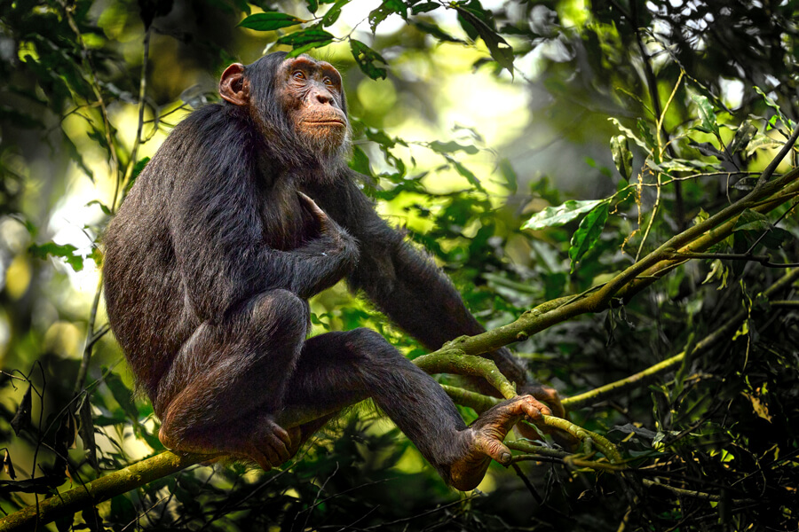 kibale Chimpanzee