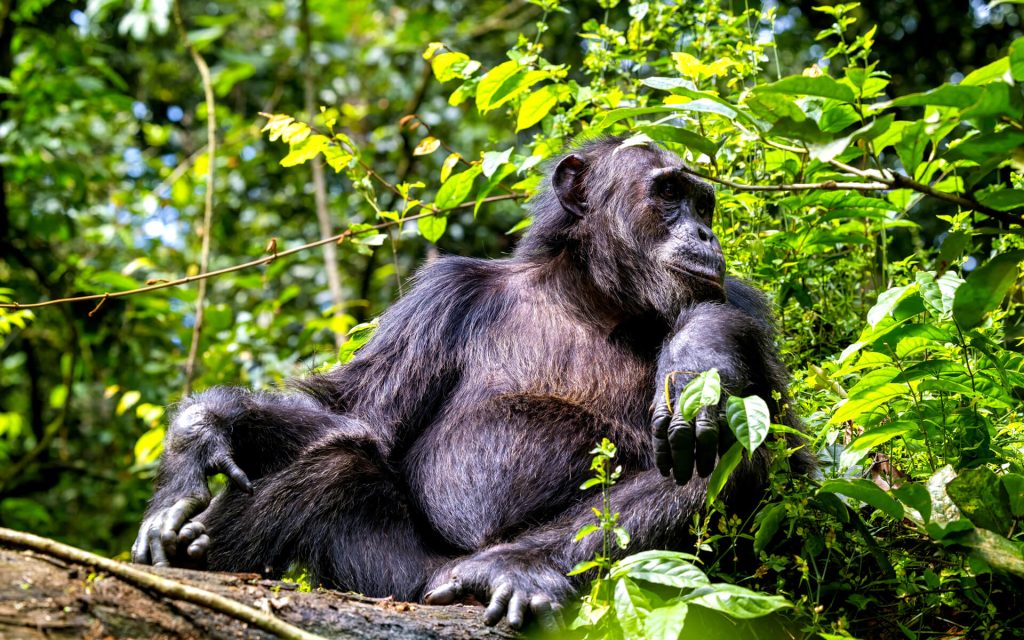 Rwanda primate