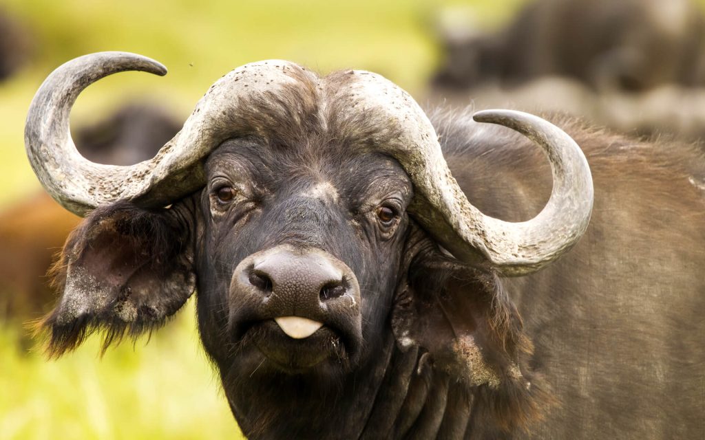 Big Five And Primate Safari