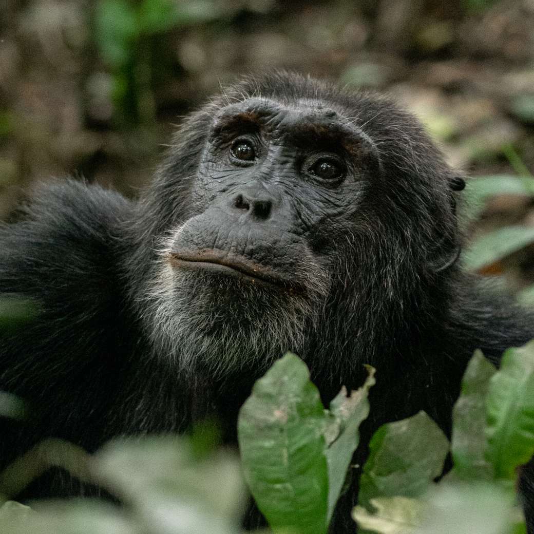 Gorilla
