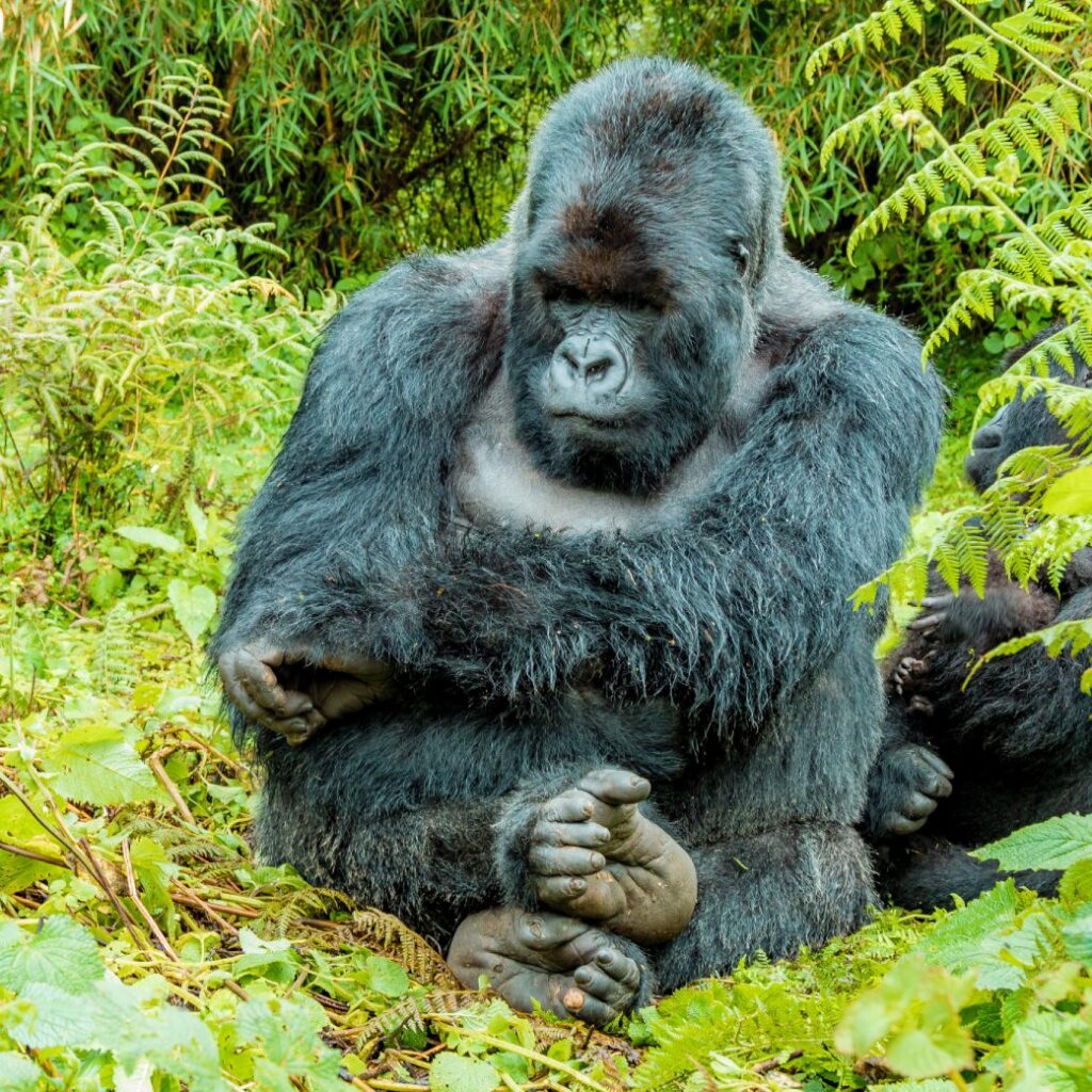 Bwindi NP And Lake Bunyonyi Budget Tour Rwanda Gorilla