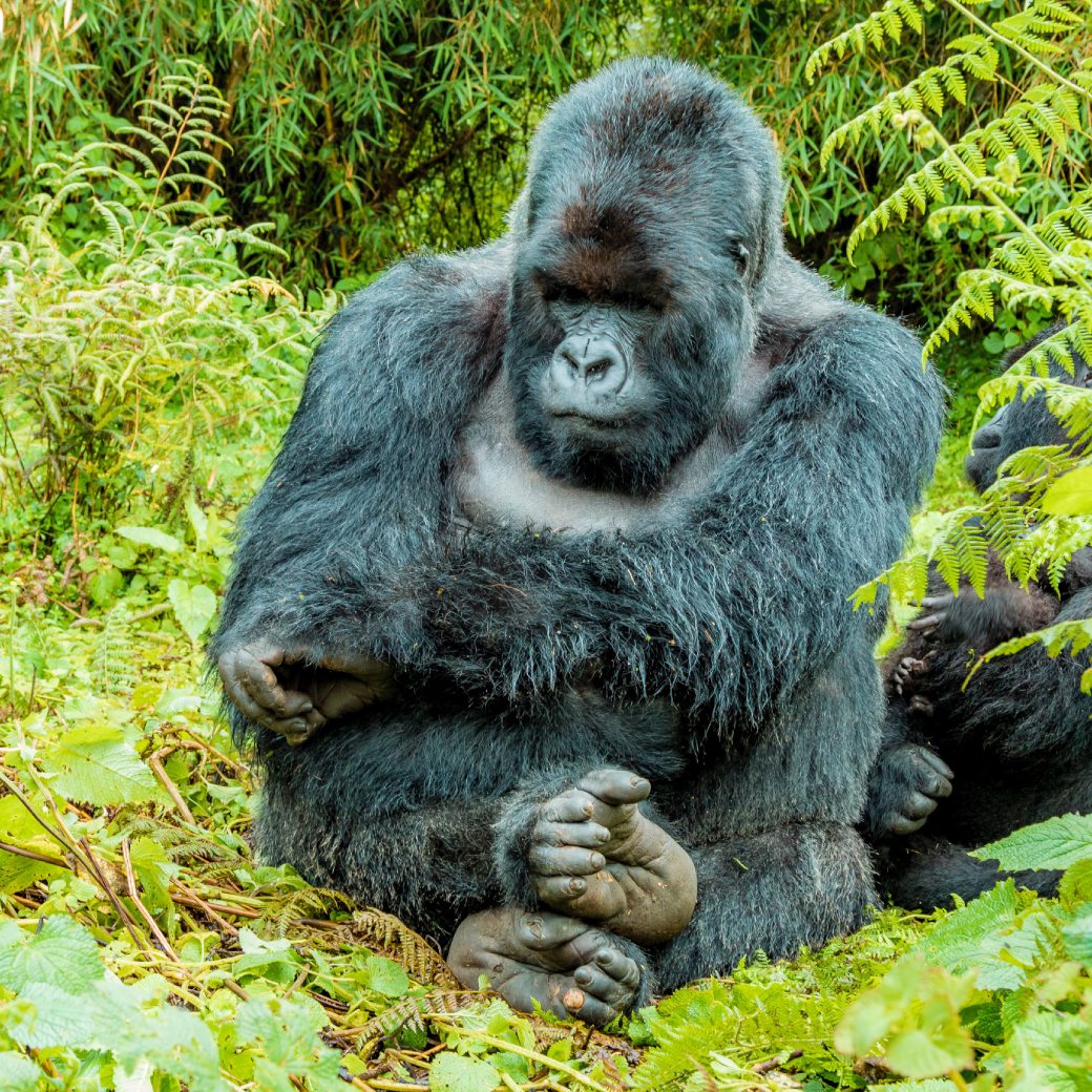 Bwindi NP And Lake Bunyonyi Budget Tour Rwanda Gorilla
