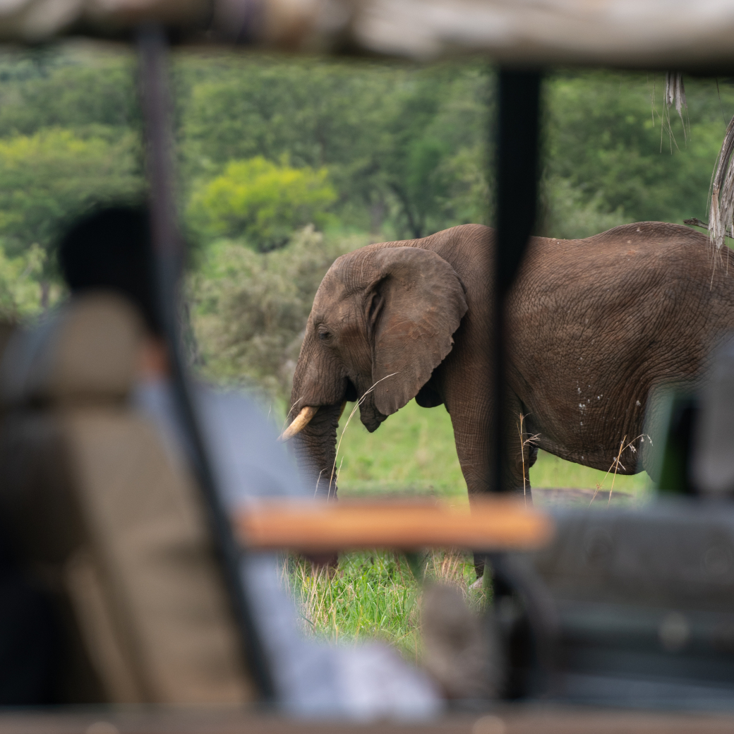 Murchison Falls Game drive