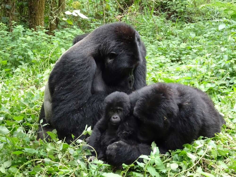Gorilla permit booking