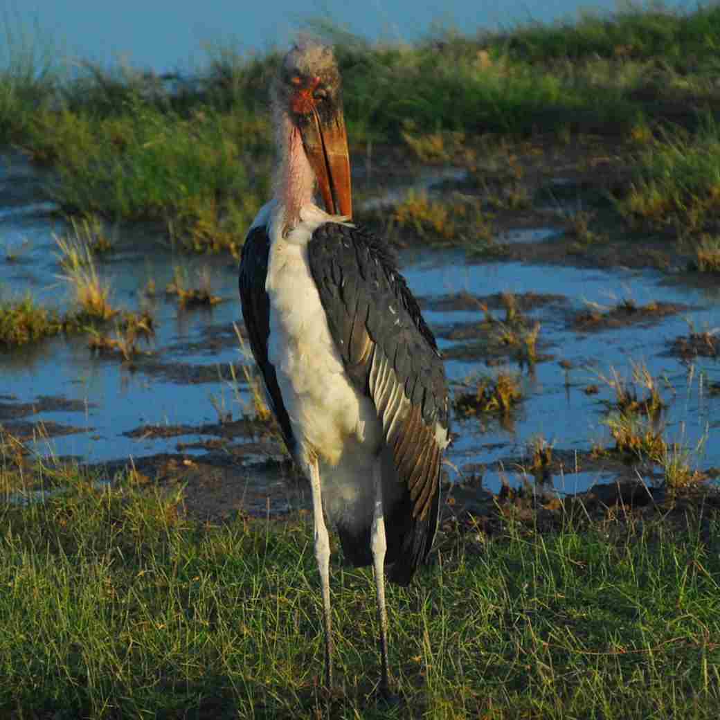 Marabou Stork
