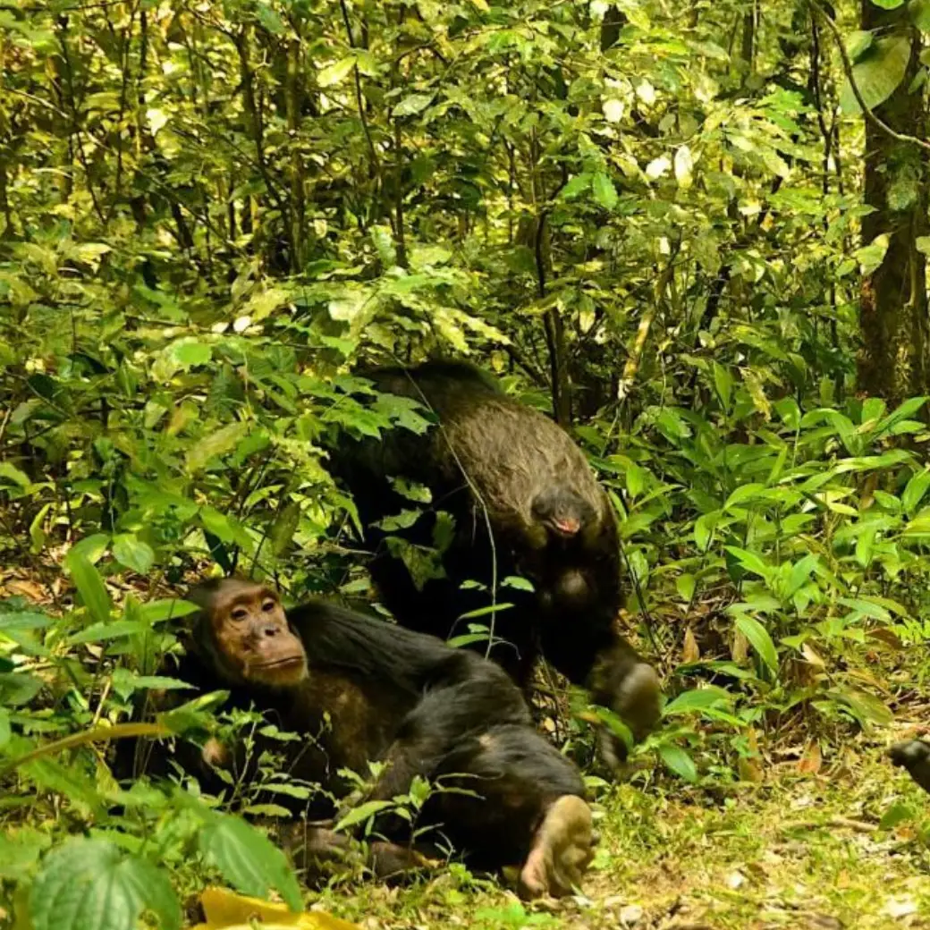 Nyungwe chimpanzee
