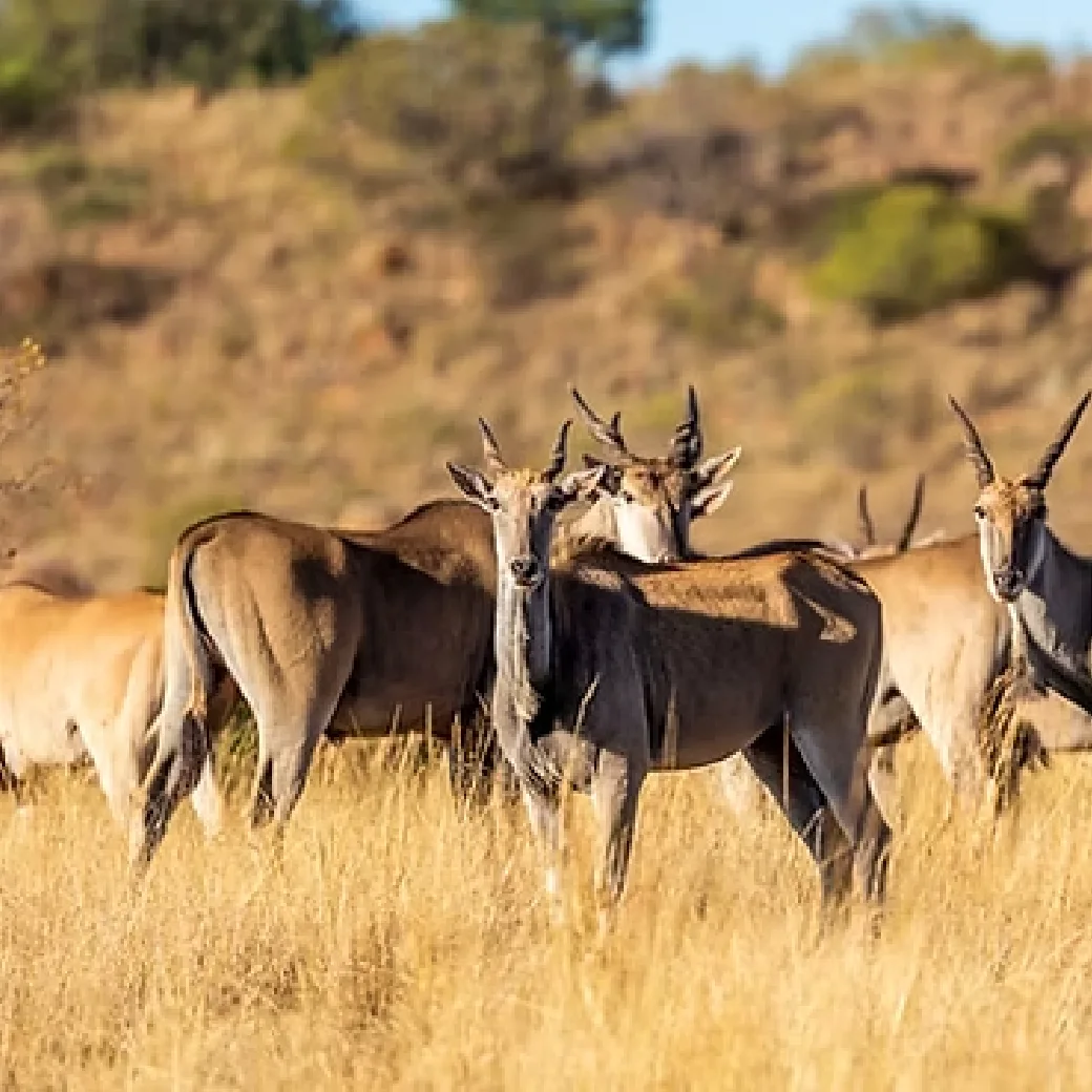Katonga Wildlife Reserve