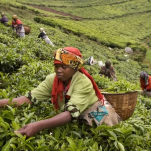Rwanda Coffee and Tea Tours: From Crop to Cup Experience
